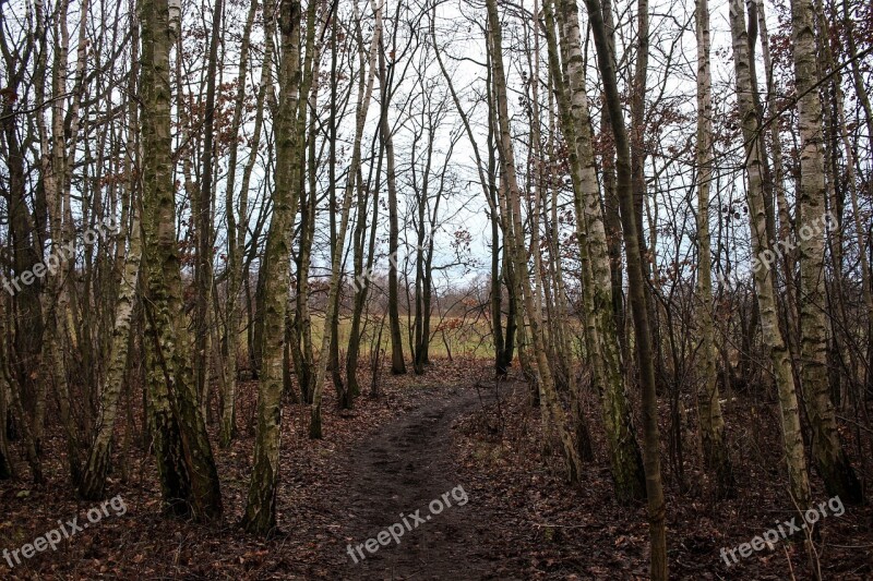 Forest Away Forest Path Leaves Tree Trunks