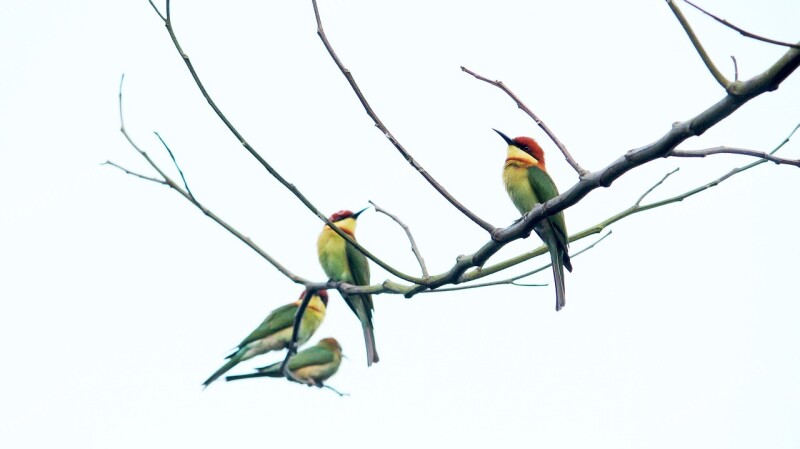 India Kerala Bird Avian Branch