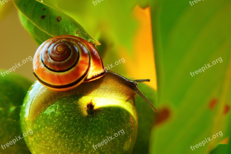 Wstężyk Huntsman Molluscum Mood Fruit Leaf