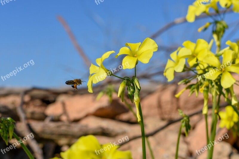 Formentera Bee Yellow Insect Flower