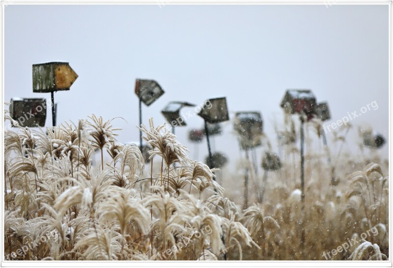 Seoul Sky Park Snow Temperature Day Silver Grass Free Photos