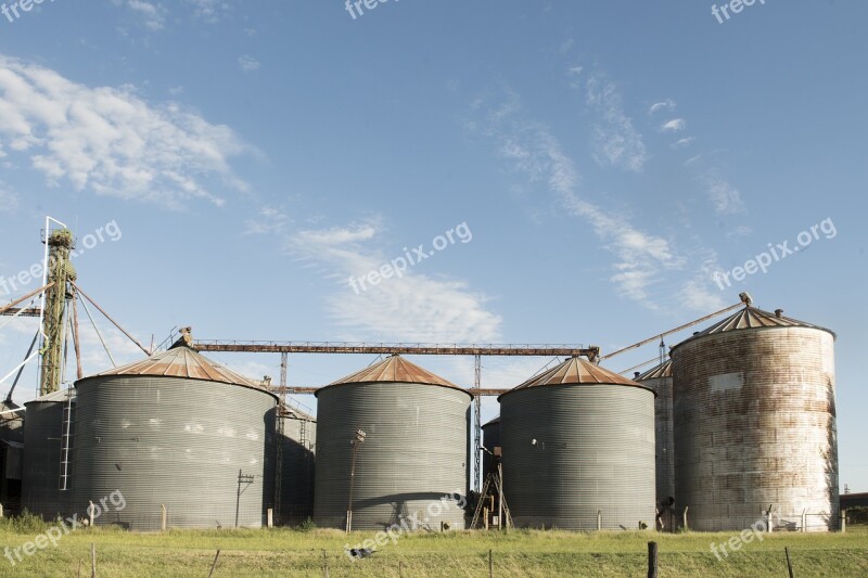 Cereal Field Agriculture Grain Wheat