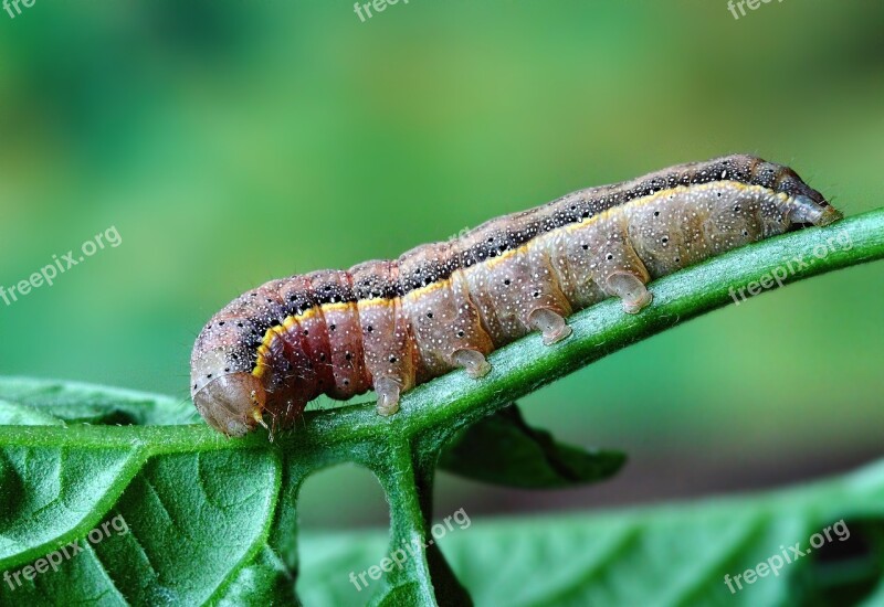 Caterpillar Insect Larva Pattern Wild