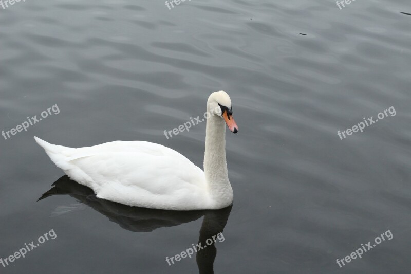 Goose Water Nature Animals Bird