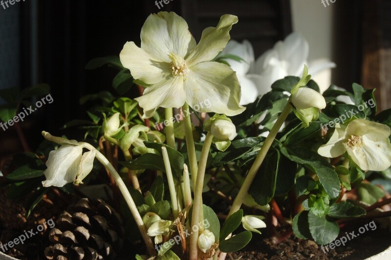 White Flowers Christmas Rose Hellebore Flower Free Photos