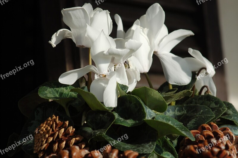 Cyclamen White Flowers Flowers Free Photos