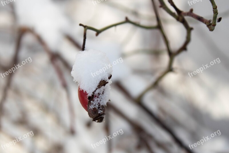 Winter Snow Frost Rose Snow Fruit