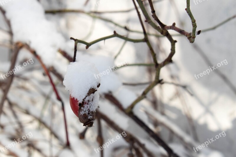 Winter Snow Frost Rose Snow Fruit