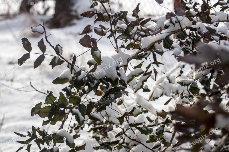 Winter Snow The Bushes Frost Foliage