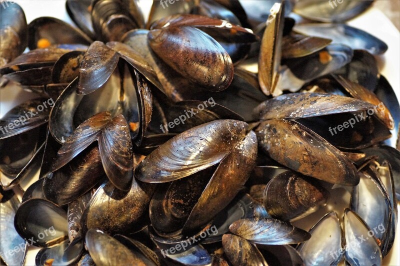 Seashell Mussels Edible Peeled Sea