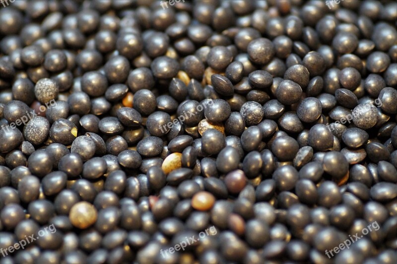 Lens Black Beluga Legumes Healthy