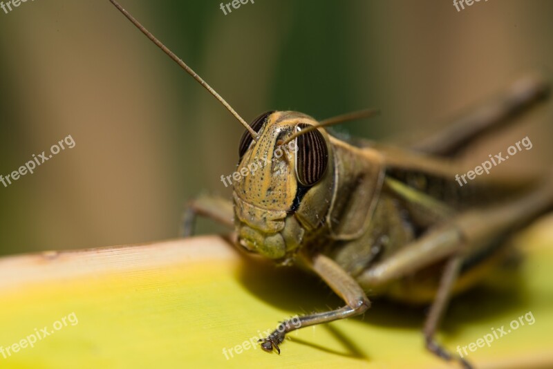 Grasshopper Locust Insect Nature Animal