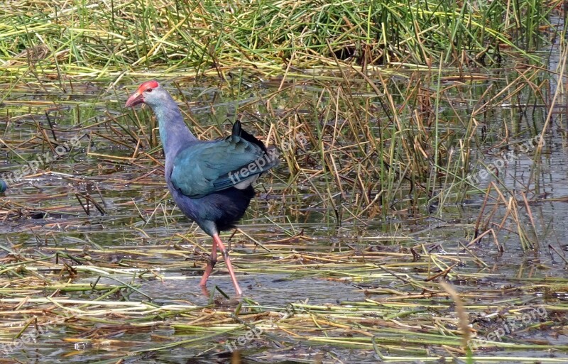 Bird Purple Swamphen Purple Moorhen Porphyiro Porphyiro Moorhen