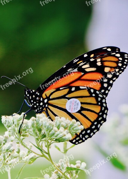 Tagged Monarch Butterfly Free Photos