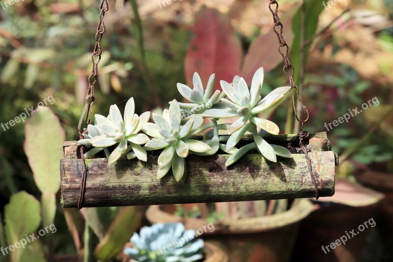 Plant Green Pot Garden Hanging Flower