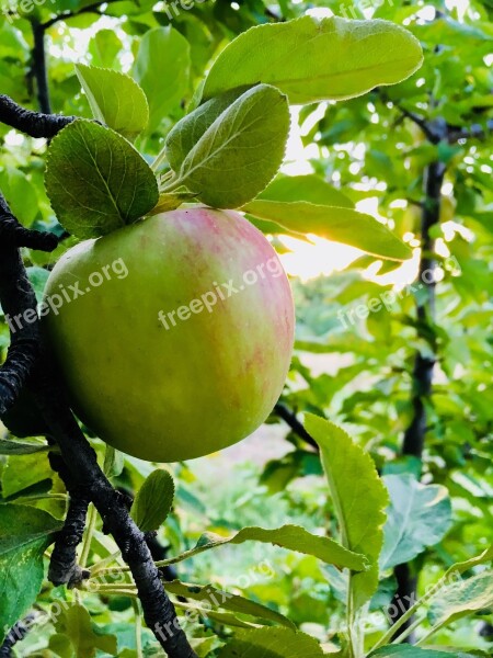 Apple Garden Fruit Food Fresh