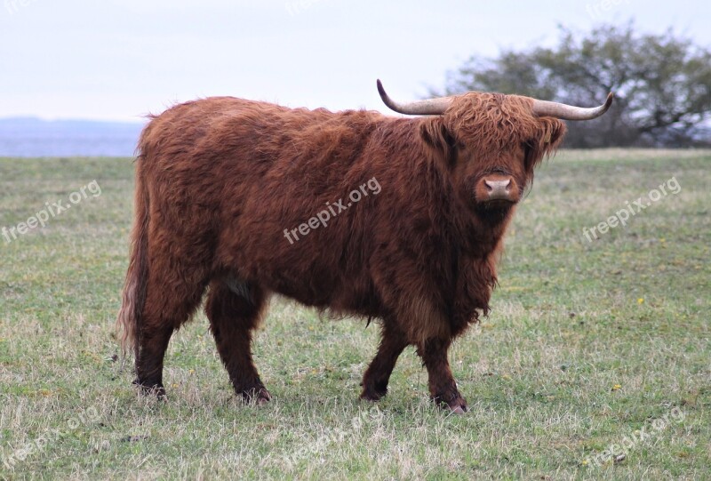 Ko Cow Bull Highland Cattle Gotland