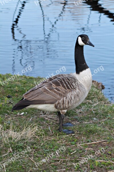 Canada Goose Goose Geese Gislaved Free Photos