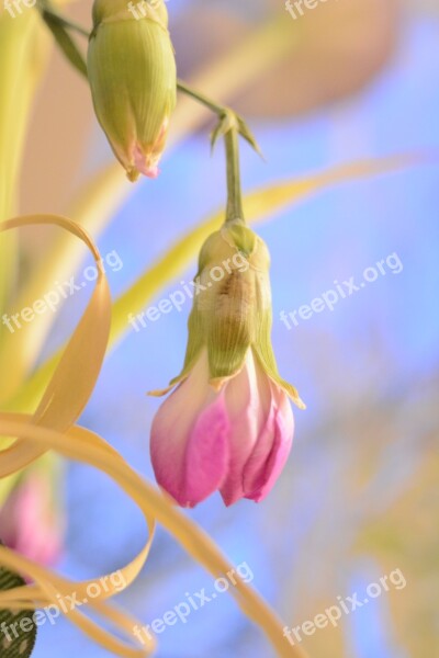 Flower Bud Plant Violet Spring