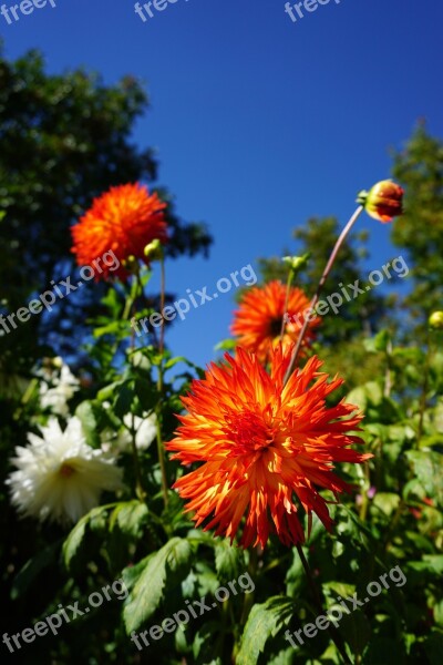 Dahlias Garden Blossom Bloom Flower