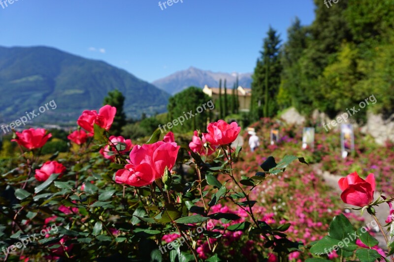 Mountains Castle Roses Meran Garden