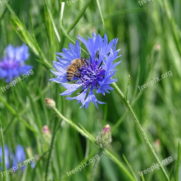 Cornflower Bluebottle Bee Flower Meadow