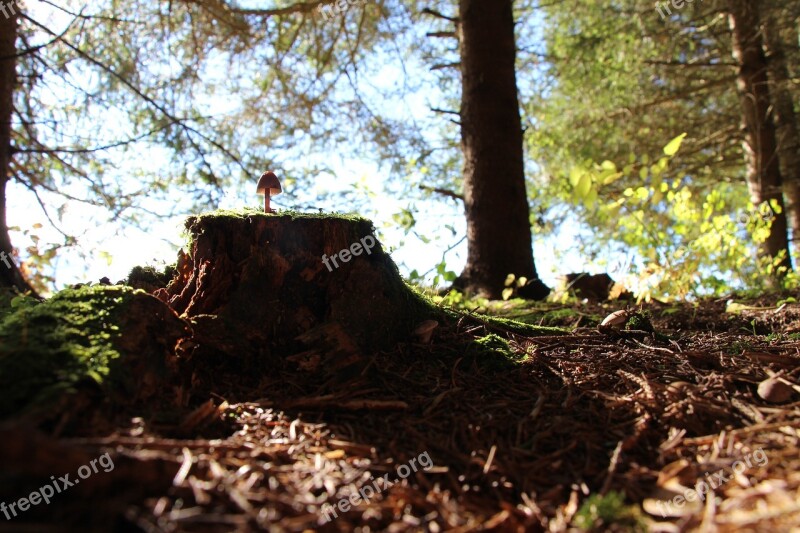 Forest Mushroom Tree Stump Nature Autumn