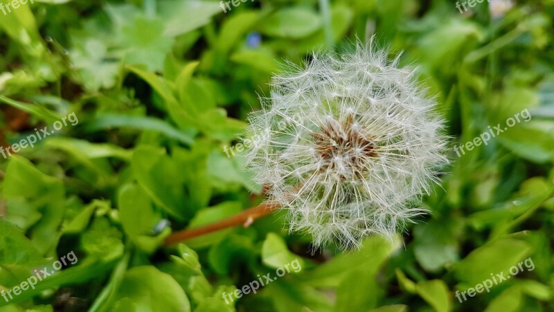 Dandelion Natura Green Prado Grass