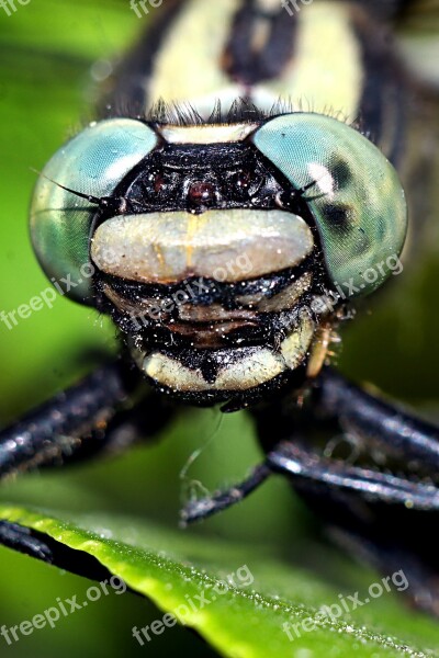 Ważka Insect Macro Nature Dragonflies