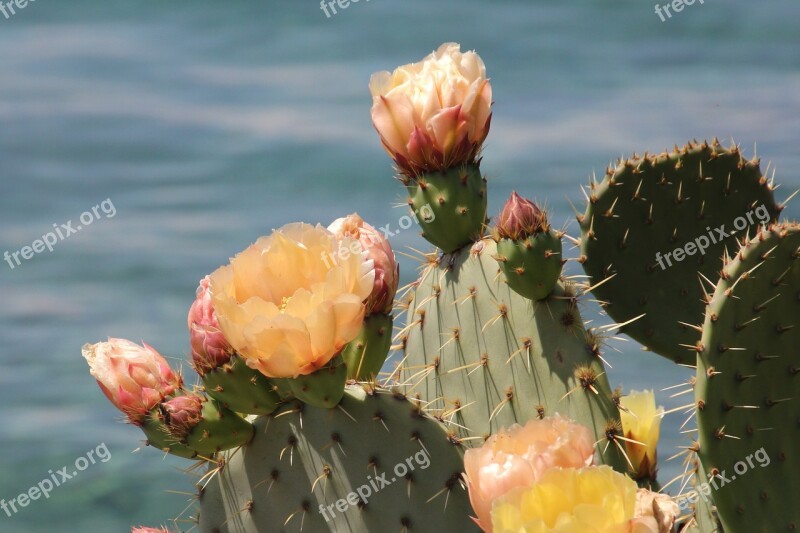 Plant Cactus Nature Croatia Krk