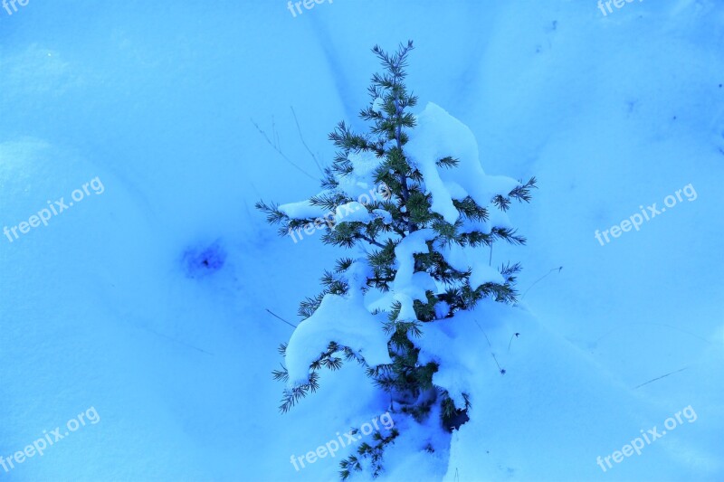 Snow Winter Pine Sapling Nature