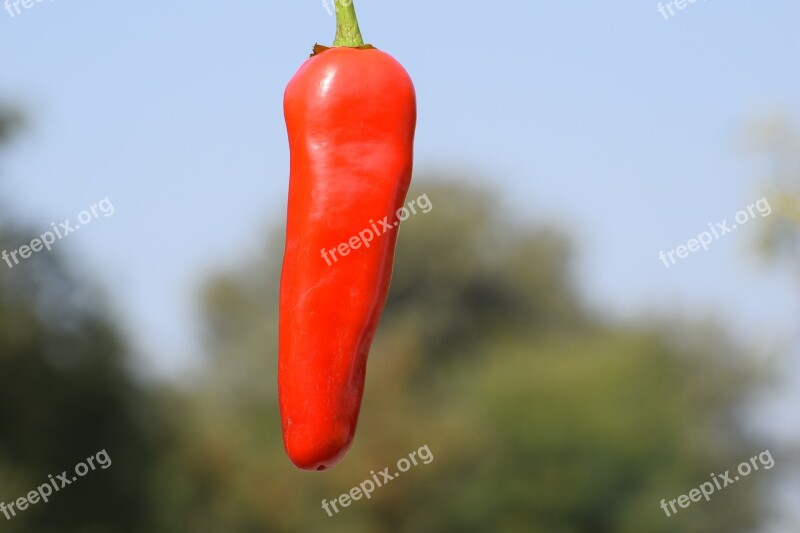 Red Chili Fresh Edible Food