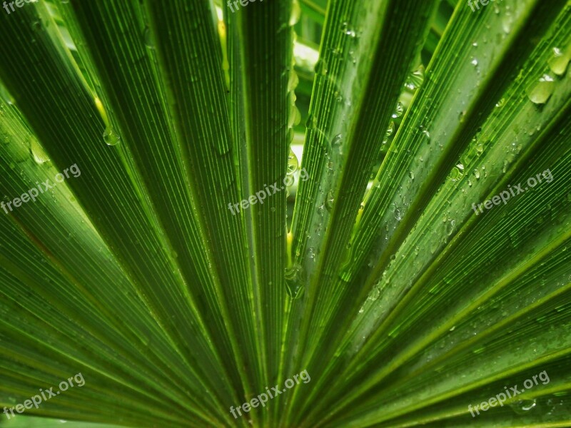 Palm Tree Leaf Symmetry Palms Leaves