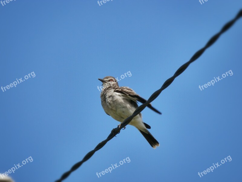 Ave Bird Centered Sky Celeste