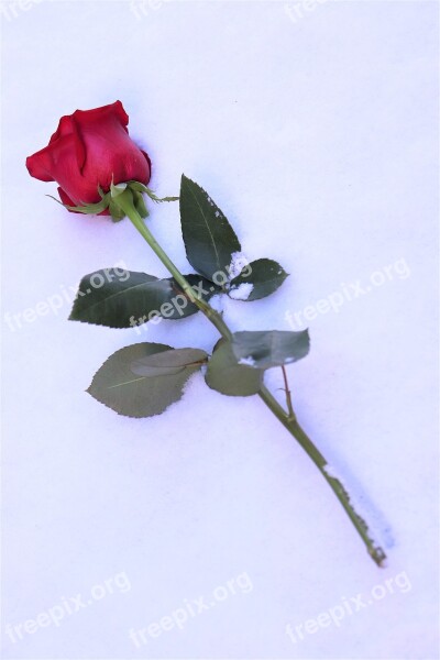 Red Rose In Snow Winter Romantic Snowflakes Frozen