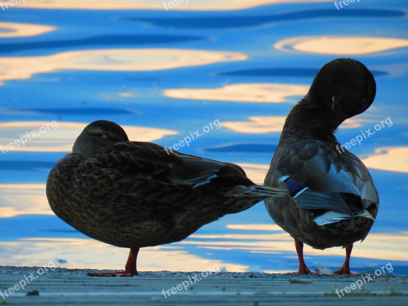 Mallards Water Water Bird Duck Mallard