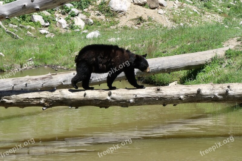 Bear Cub River Bear Wild Free Photos