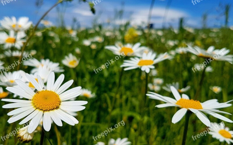 Margarite Meadow Daisies White Bloom