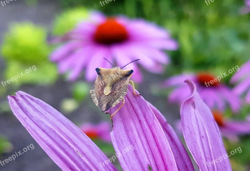 Bug Insect Nature Close Up Animal