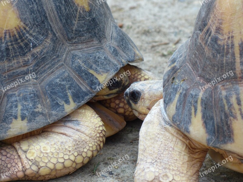 Turtle Turtles Kiss Couple Meeting