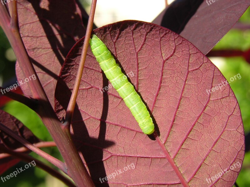 Caterpillar Leaf Nature Larva Color