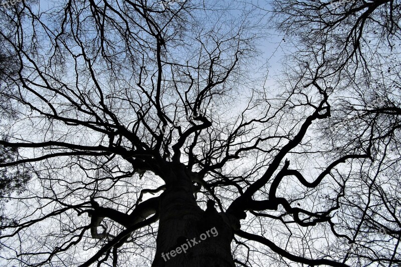 Tree Branches Winter Forest Landscape