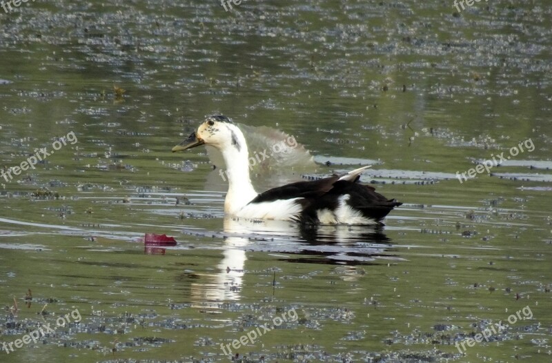 Duck Bird Knob-billed Duck Female Sarkidiornis Melanotos