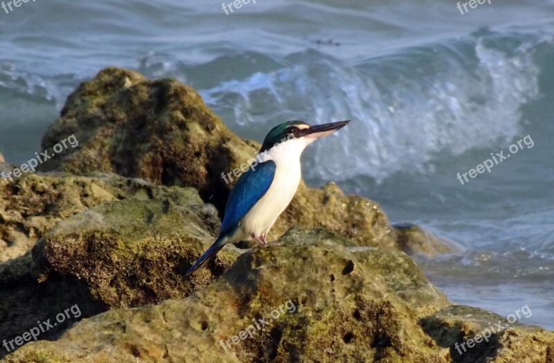 Bird Kingfisher Andaman Collared Kingfisher Todiramphus Chloris Medium-sized