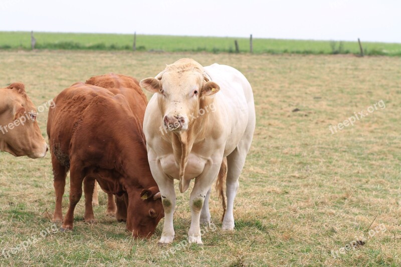 Cattle Cows Cow Agriculture Farm