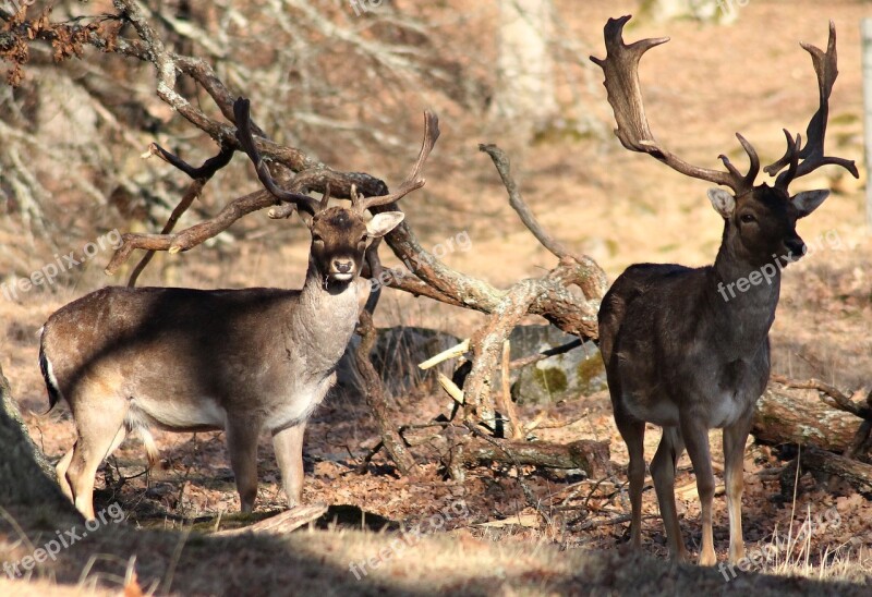 Deer Fallow Deer Mariefred The World Sweden