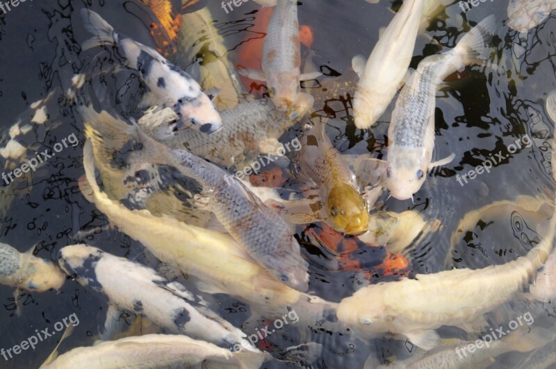 Koi Fish Carp Pond Free Photos