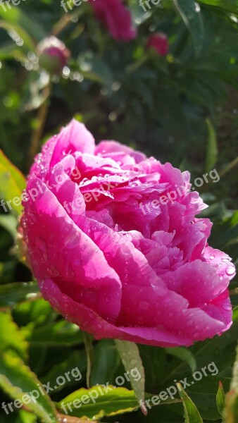 Flower Peony Pink Flower Garden Morgentau