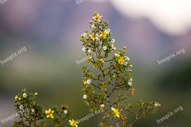 Landscape Yellow Nature Sunset Light