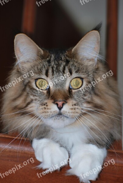 Maine Coon Mainecoon Cat Mackerel Tabby